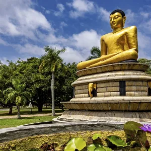 Close-up view of a golden Buddha statue with lotus flower surrounded by palm trees and blue sky Close-up view of a golden Buddha statue with lotus flower surrounded by palm trees and blue sky