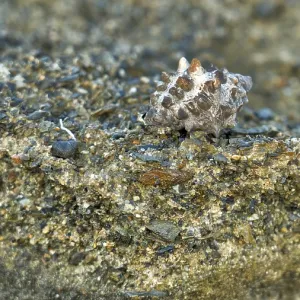 Close-up view of a textured mussel on sandy soil on a beach Close-up view of a textured mussel on sandy soil on a beach