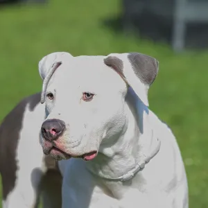 Close-up of a white and brown pitbull on grass Close-up of a white and brown pitbull on grass