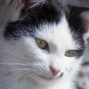 Close-up of a white cat with black spots Close-up of a white cat with black spots