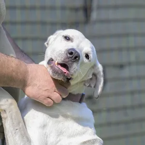 Close-up of a white dog being petted by a person Close-up of a white dog being petted by a person