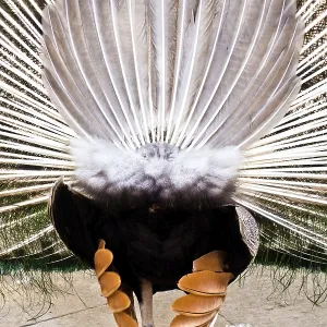 A close-up of a white peacock displaying its vibrant feathers in a fan