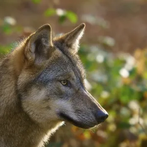 Close-up of a wolf with autumnal background
