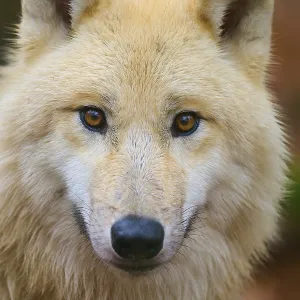 Close-up of a wolf face with penetrating eyes and soft fur