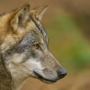 Close-up of a wolf profile looking intently into the distance