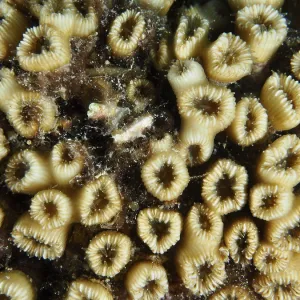 Close-up of Yellow Grass Coral Print Close-up of Yellow Grass Coral Print