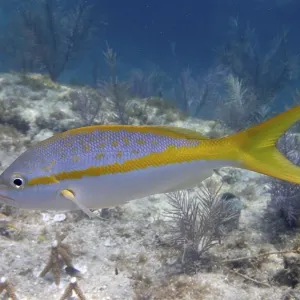 Close-up of yellowtail snapper (Ocyurus chrysurus)