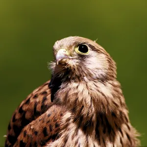 Close-up of a Young Common Kestrel Print, Bavaria, Germany Close-up of a Young Common Kestrel Print, Bavaria, Germany