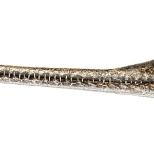 Close-up on a Young Fish-eating crocodile Close-up on a Young Fish-eating crocodile