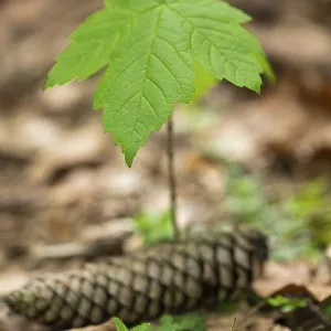 Close-up of a young Norway maple (Acer platanoides) tree in a forest in spring