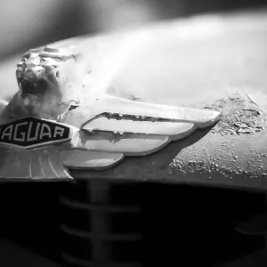 Close view of Jaguar car emblem with wings