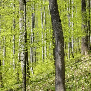 Close view of trees in forest with fresh green leaves in sunlight