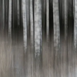 Closely standing, white-black logs