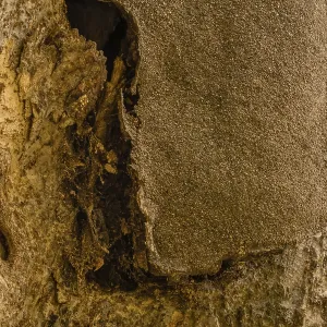 Closeup of the bark of a large old tree where tar that was used to repair tree has separated from tree in South Korea