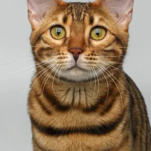 Closeup Bengal Cat Print - White Background Closeup Bengal Cat Print - White Background
