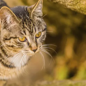 Closeup of a black and white tabby cat with a soft blurred background Closeup of a black and white tabby cat with a soft blurred background