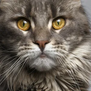 Una gata Maine Coon de capa marrón tortuga mirando a la cámara en primer plano.