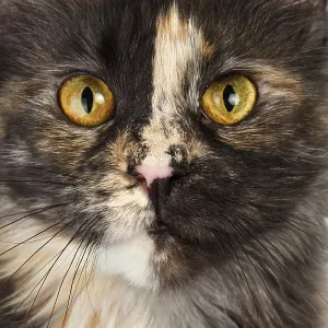 Gato de Maine Coon con capa marrón y tortuga mirando a la cámara sobre fondo blanco.