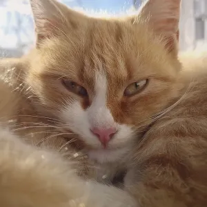 Closeup cute and sleepy orange kitten laying and resting outside in the warm sun Closeup cute and sleepy orange kitten laying and resting outside in the warm sun