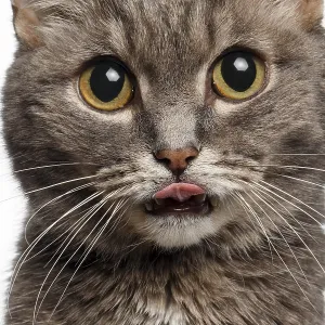 Gato gris de cerca con ojos grandes redondos lamió sobre fondo blanco.