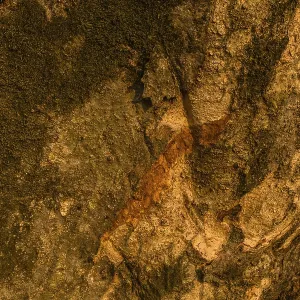 Closeup of the side of large 630 year old tree in South Korea