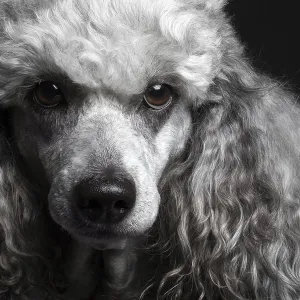Retrato de perro poodle en primer plano sobre fondo negro.