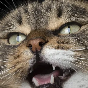 Retrato de cerca de gato meando con nariz roja.