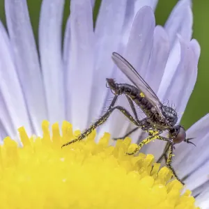Closeup of Rhamphomyia Fly Pollinating Wild Flower Print Closeup of Rhamphomyia Fly Pollinating Wild Flower Print