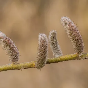 Closeup of rose-gold Pussy Willow (Salix gracilistyla) seedpod on a branch Closeup of rose-gold Pussy Willow (Salix gracilistyla) seedpod on a branch