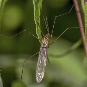 Closeup Crane Fly Garden Plant Print Closeup Crane Fly Garden Plant Print