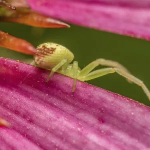Closeup Green Grass Crab Spider Print on Echinacea Flower Closeup Green Grass Crab Spider Print on Echinacea Flower