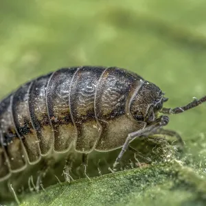 Closeup shot of Nosy Pill Woodlouse bug on green leaf Print Closeup shot of Nosy Pill Woodlouse bug on green leaf Print