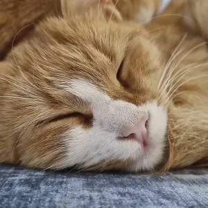 Closeup Sleepy Orange Kitten Print