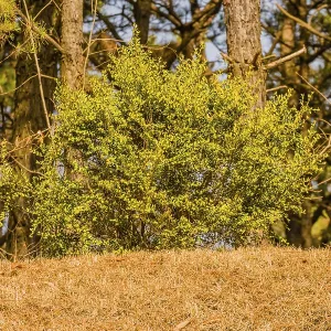 Closeup of small bush with beautiful green leave on top of hill in front of evergreen tree on a sunny morning