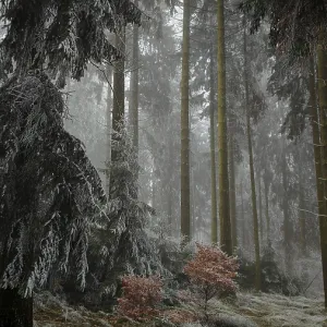 A cloud forest with frost-covered fir trees and a small reddish bush that creates a quiet and mysterious atmosphere