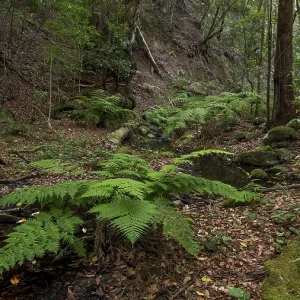 Cloud forest, laurel forest, Garajonay National Park