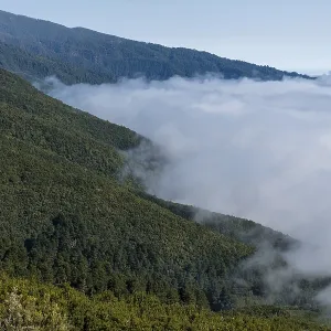 Cloud wall at mountain region, pine forest