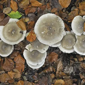Clouded agaric (Lepista nebularis) Cloud funnel mushrooms forming fairy ring in beech forest