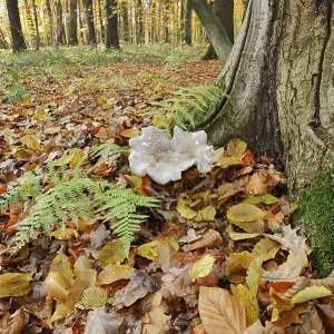 Clouded funnel fungus or grey cap (Clitocybe nebularis)