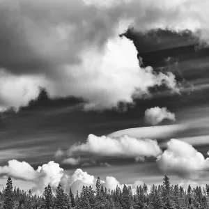 Cloudy Sky Boreal Coniferous Forest Print Cloudy Sky Boreal Coniferous Forest Print