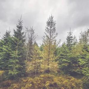 Cloudy weather in a pine tree forest in October Cloudy weather in a pine tree forest in October