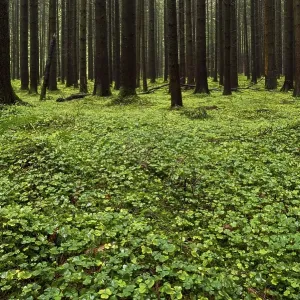 Clover leaves (Trifolium) on forest floor in Spruces forest (Picea)