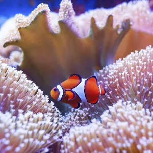 Clown fish swimming in the corals Clown fish swimming in the corals
