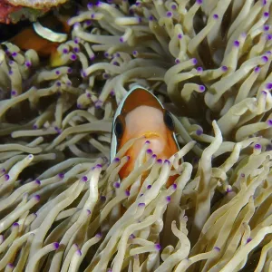A clownfish, Clark's anemonefish (Amphiprion clarkii) A clownfish, Clark's anemonefish (Amphiprion clarkii)