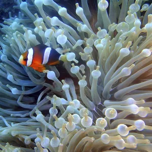 Clownfish in an underwater anemone in a colorful marine environment