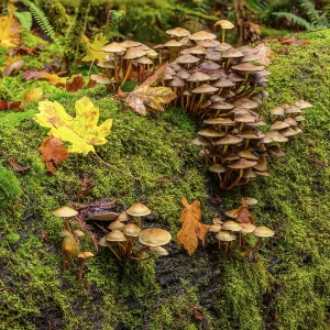 Clusters of mushrooms growing from the moss-covered surface of a decaying log in the forest Clusters of mushrooms growing from the moss-covered surface of a decaying log in the forest