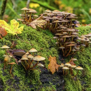 Clusters of mushrooms growing from the moss-covered surface of a decaying log in the forest Clusters of mushrooms growing from the moss-covered surface of a decaying log in the forest