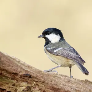 Coal Tit (Periparus ater) Print - Perched on Branch Coal Tit (Periparus ater) Print - Perched on Branch