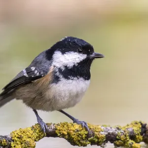 Coal Tit Perched on Lichen Covered Branch Print