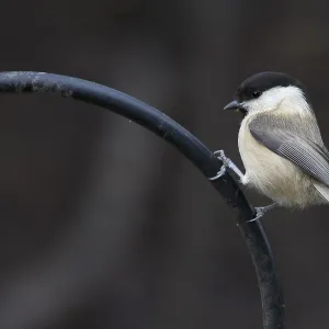 Coal Tit (Periparus ater) perched on a pole Coal Tit (Periparus ater) perched on a pole